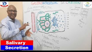 Gastrointestinal Secretion – 1 Salivary [upl. by Jansen]