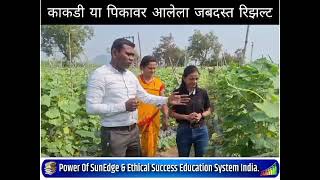 काकडी या पिकासाठी Sunedge product result pure organic शेती काळाची गरज आहे [upl. by Ethelstan80]