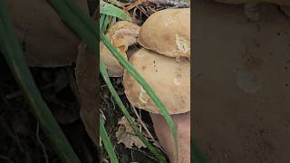 TRIPLETTA DI ESTATINI 🍄🍄🍄 funghi porcini boletus shorts [upl. by Aicnatsnoc142]