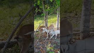 Giving them little amnt of madre cacao leaves part of their balance diet goatfarmlife goatfeed [upl. by Alta704]