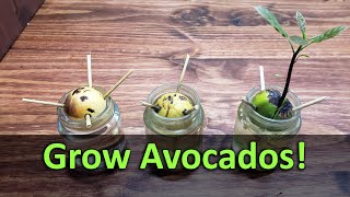 How To Grow An Avocado Plant From Seed [upl. by Marlene]