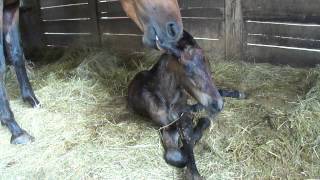 Friesian foal trying stand for the first time [upl. by Adniralc304]