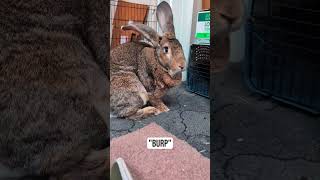 Flemish Giant Rabbit Always Likes To Jump Over My Legs [upl. by Wind]