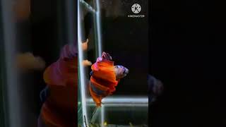 betta fish tank setup fighter fish tank setup bettafish mollyfish goldfish [upl. by Korb327]