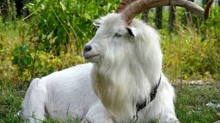 Alpine goat fun facts  Alpine goat for milk  Alpine goat birth  Alpine goat baby [upl. by Eseila505]