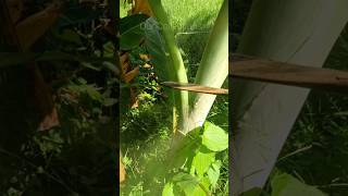 Banana leaves cutting agriculture farming cuttingskills satisfying shorts [upl. by Namwen566]