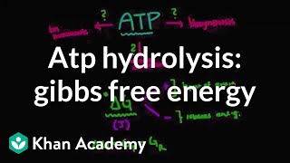 ATP hydrolysis Gibbs free energy  Biomolecules  MCAT  Khan Academy [upl. by Esilram]