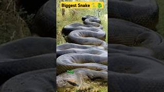 Largest Snake Of All Time 😱 shorts bigsnake youtubeshorts vfx snake [upl. by Gaven]