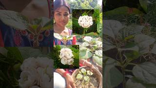 গাছের root bound হলে কি করা উচিত। shorts garden plants green minivlog gardenplants youtube [upl. by Dnomad]