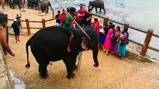 Pinnawala Elephant Orphanage 8  Sri Lanka [upl. by Yelsnik]