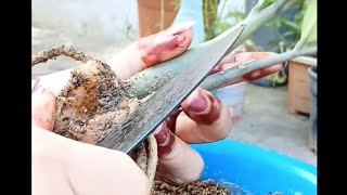 kya aapke saath bhi Aisa hota hai 😭diy nature zzplant problem youtube [upl. by Mohkos]