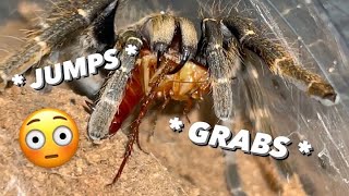 JUMPS and GRABS HANGING ROACH  How feeding tarantulas are actually like [upl. by Eisus613]