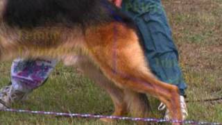 The German Shepherd Dog the German Way 1 Gait and Locomotion [upl. by Un]