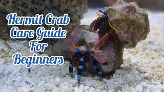 Hermit Crabs care guid for beginners A reef tank clean up crew essential [upl. by Cressida]