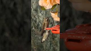 Nature Bird Sounds⚘️ at Hummingbird Lounge [upl. by Yerac]