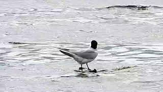 Gullbilled Tern 03June2024 [upl. by Eluk]