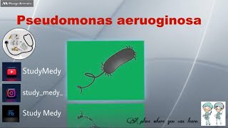 Pseudomonas aeruginosaPseudomonas aeruginosa [upl. by Enenaej]