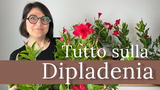 Dipladenia cura e coltivazione  mandevilla [upl. by Nolaj]