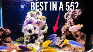 African Cichlids in a 55 Gallon Tank [upl. by Ilhsa]