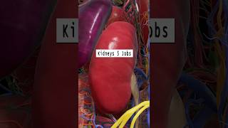 Kidney Function  Kidney Jobs  Kidney Anatomy kidney shorts [upl. by Llemrej255]