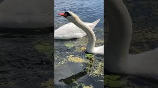 Jim amp JeanA beautiful swan couple [upl. by Arbba]