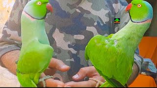 Two Amazing Ringneck Talking Parrots Dancing With Each Other On My Hands [upl. by Nahn]