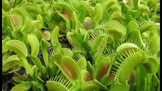 CAPTIVATED  THE ALLURE OF CARNIVOROUS PLANTS 2021  full feature documentary film [upl. by Iatnohs]