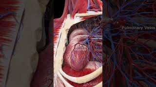 💓 The Heart and Pulmonary Blood Vessels Key Players in Circulation 💓 [upl. by Enelhtac]