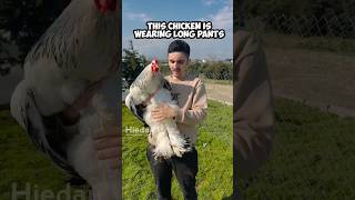 Brahma chiken 🐔  use long pants 👖 brahmachiken animals chiken [upl. by Christiano]