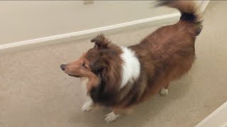 Trying to stop a sheltie barking when her best friend comes home [upl. by Rosalba]