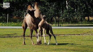 Een extra paar bulten in het Safaripark 🐫 [upl. by Schreib522]