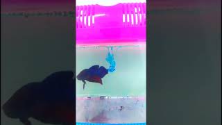 Adding methylene blue to betta fish tank is mesmerizing SHORTS [upl. by Huei243]