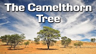 Photographing the Camelthorn Tree  Kameeldoring of The Kgalagadi Transfrontier Park and Photography [upl. by Oriaj909]