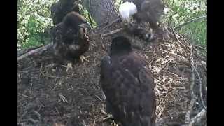 Decorah Eagles Raccoon on Breakfast Menu 52512 650am CDT [upl. by Ayrb]