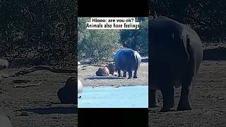 This hippo saved a lion from dying 😯  Animals also have feelings 🥺 shorts [upl. by Drahsir]