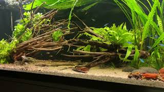 325L CorydorasTank with new TalawaWood [upl. by Nivrek]