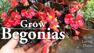 Begonia Plant Care  Wax Begonia Flowers l How to Grow Them [upl. by Alhan]