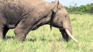 Musth male elephant behavior  Mara Conservancy [upl. by Ayiotal]