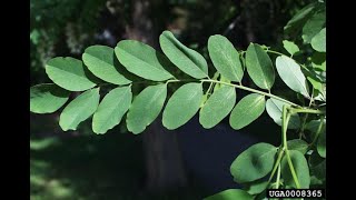 Identify Invasive Trees  Black Locust [upl. by Tris521]