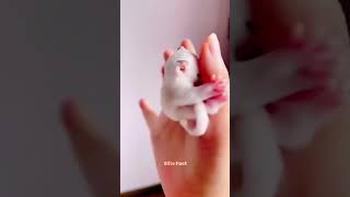 The Girl Adopted Baby Sugar Glider 😍🥰 [upl. by Ail]