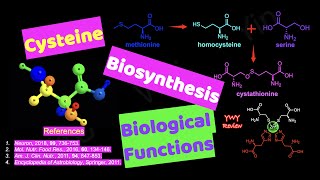 Cysteine Semiessential Amino Acid Biosynthesis Biological Functions [upl. by Oisorbma]