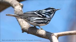 Blackandwhite Warbler Song [upl. by Ennaitsirhc]