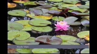 Water Lilies vs Lotus Water Garden Plants Nymphaea vs Nelumbo [upl. by Meagher]