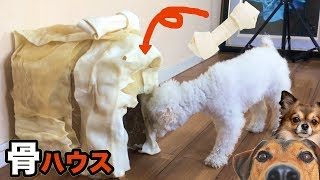 愛犬に骨ハウス作ってあげた 【大好物】 Dog bone house PDS [upl. by Ydnahs]