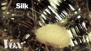 How silkworms make silk [upl. by Nealah]