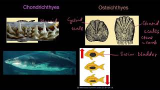 Chondrichthyes and Osteichthyes  Animal kingdom  Biology  Khan Academy [upl. by Eittak]