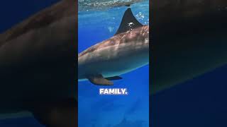 5 MindBlowing Facts About Orcas You Never Knew 🌊🐋 shorts daily [upl. by Analim]