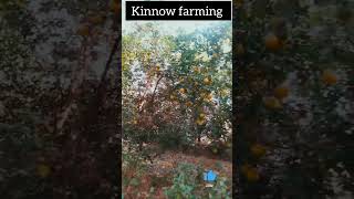 Kinnow farming vlog dragonfruitfarming shortvideo dragonfruit nature [upl. by Eislel]