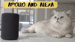 Big British shorthair cat Apollo and Alexa [upl. by Harbert]