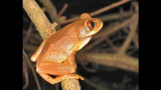 Natal Tree Frog [upl. by Strade758]